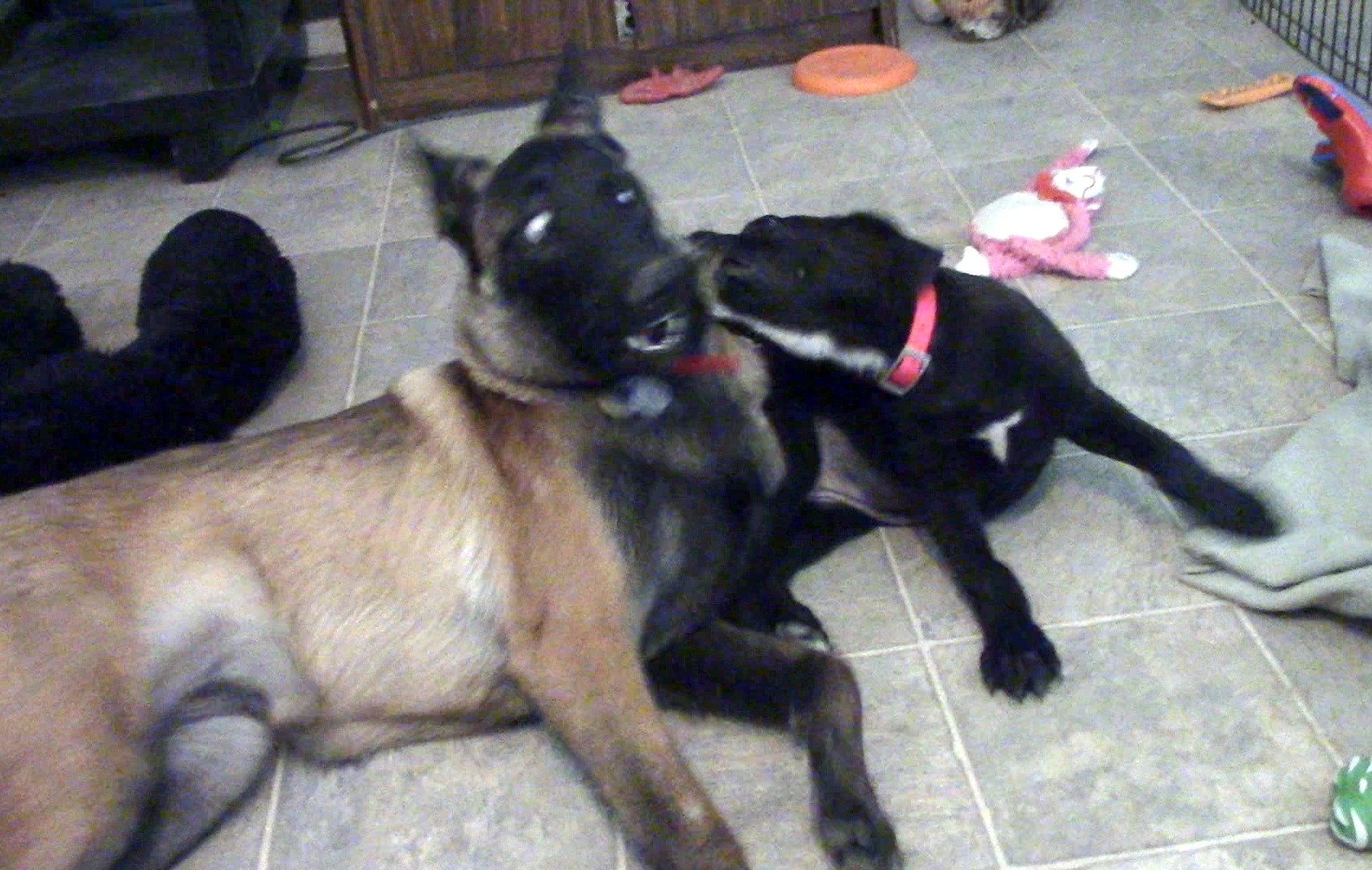 River hazel play fight