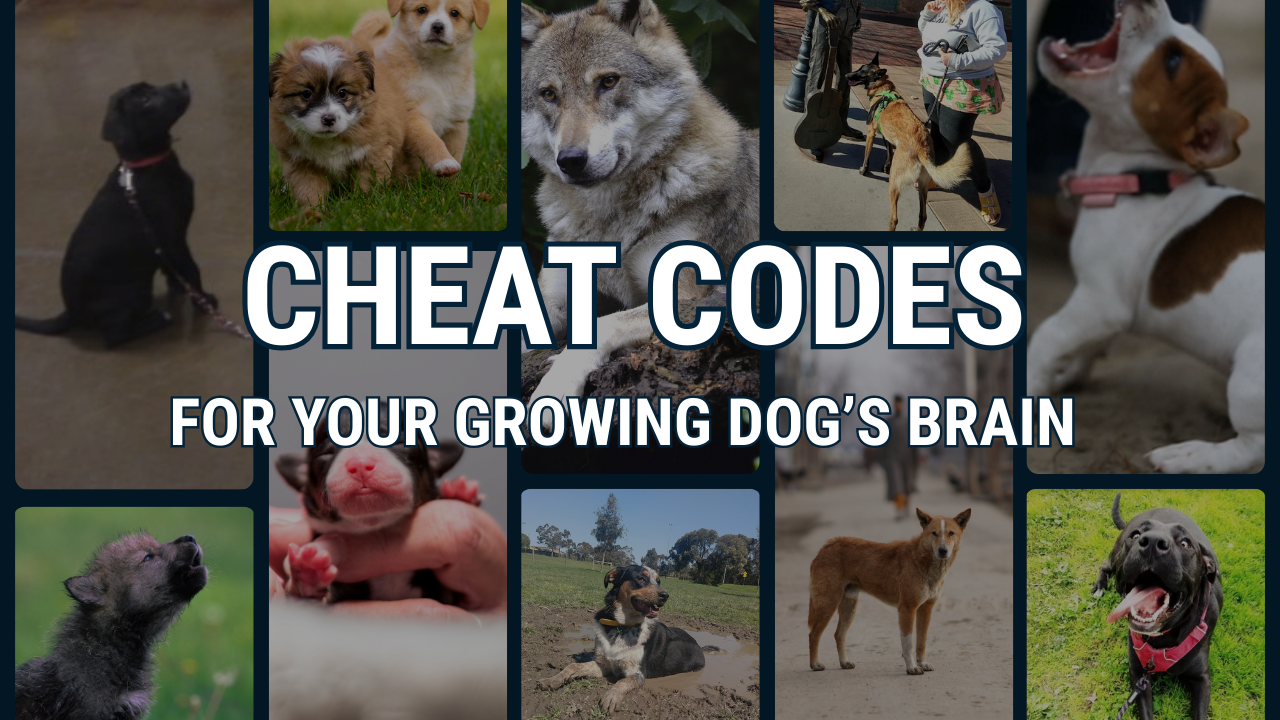 Cheat Codes for Your Growing Dog's Brain