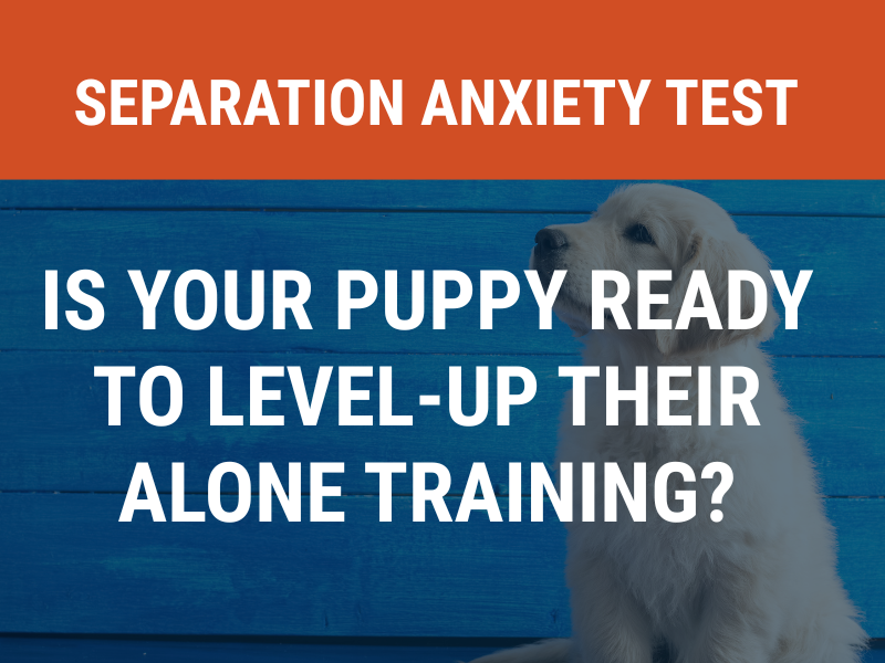 Alone Training + Separation Anxiety Test: How to Tell if You're Ready to Level Up
