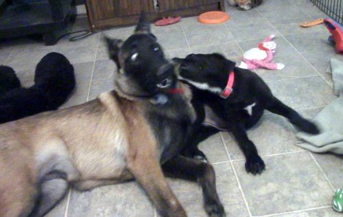 River hazel play fight